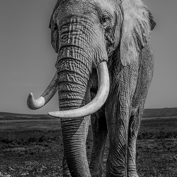 Gentle giant