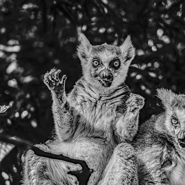 Hungry Lemur