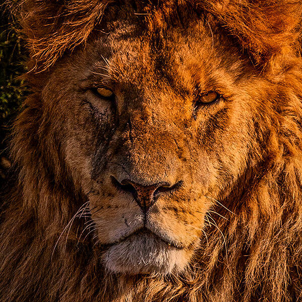 Awaiting the Hunt