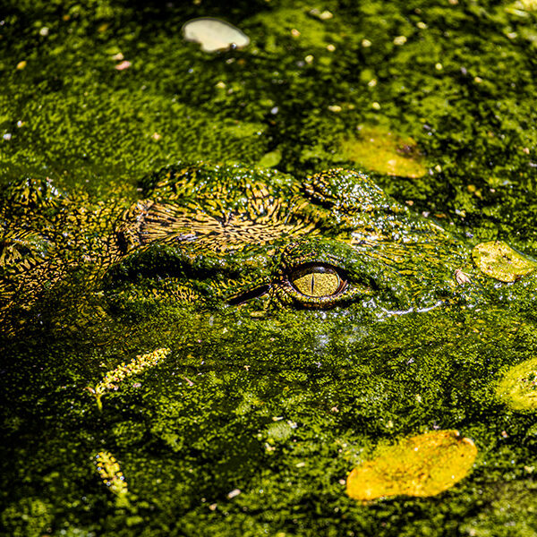 Camouflage