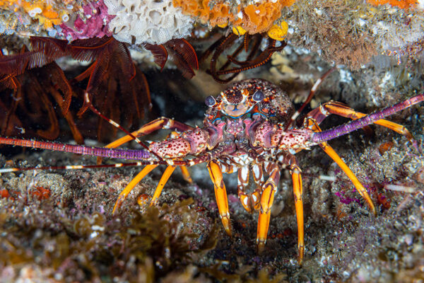 Colours of the deep