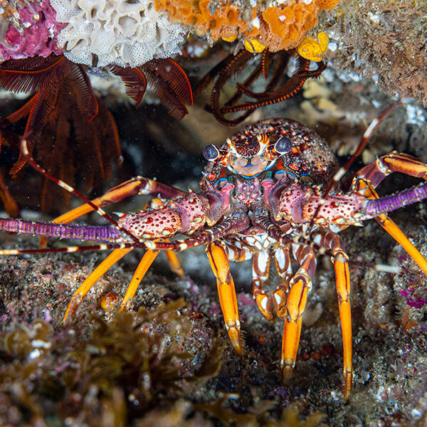 Colours of the deep
