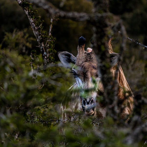 Distant curiosity