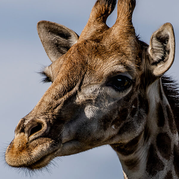 Distracted Giraffe
