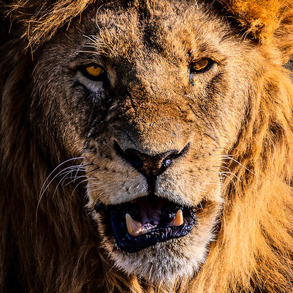 Frigid lion
