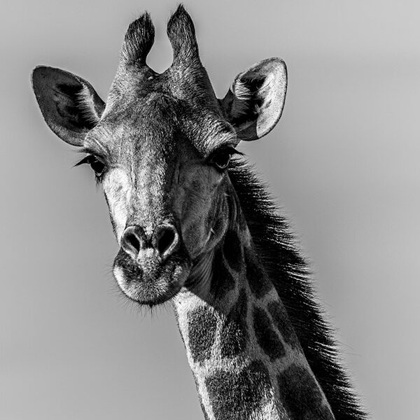 Loving giraffe