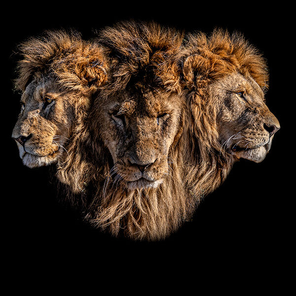 Merging faces