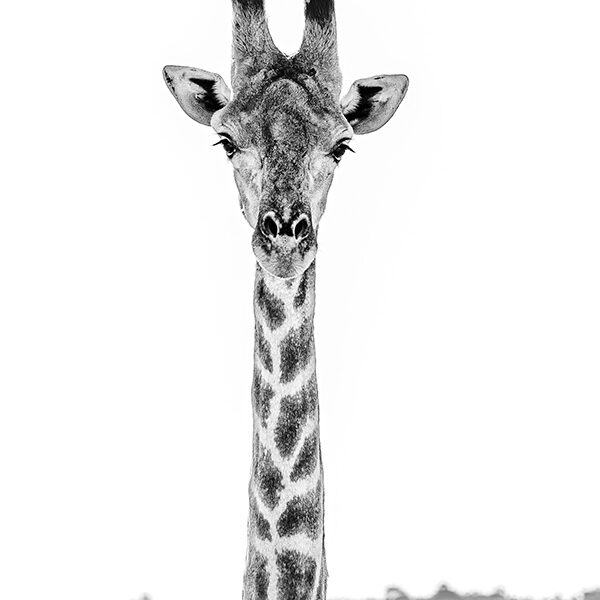 Shades of giraffe
