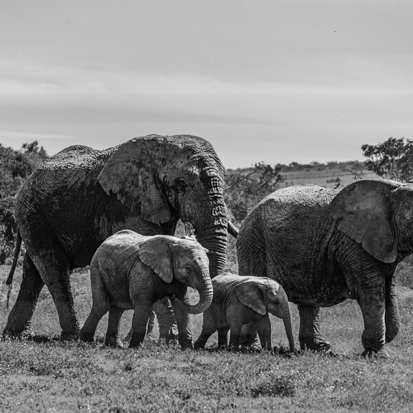 Traveling family