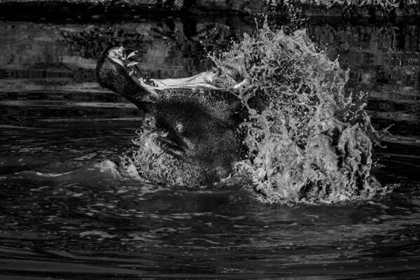 Upset hippopotamus
