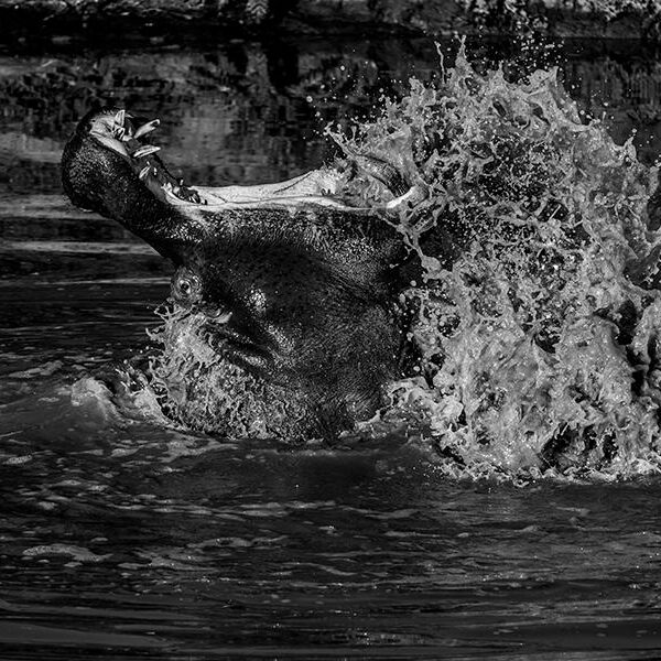 Upset hippopotamus