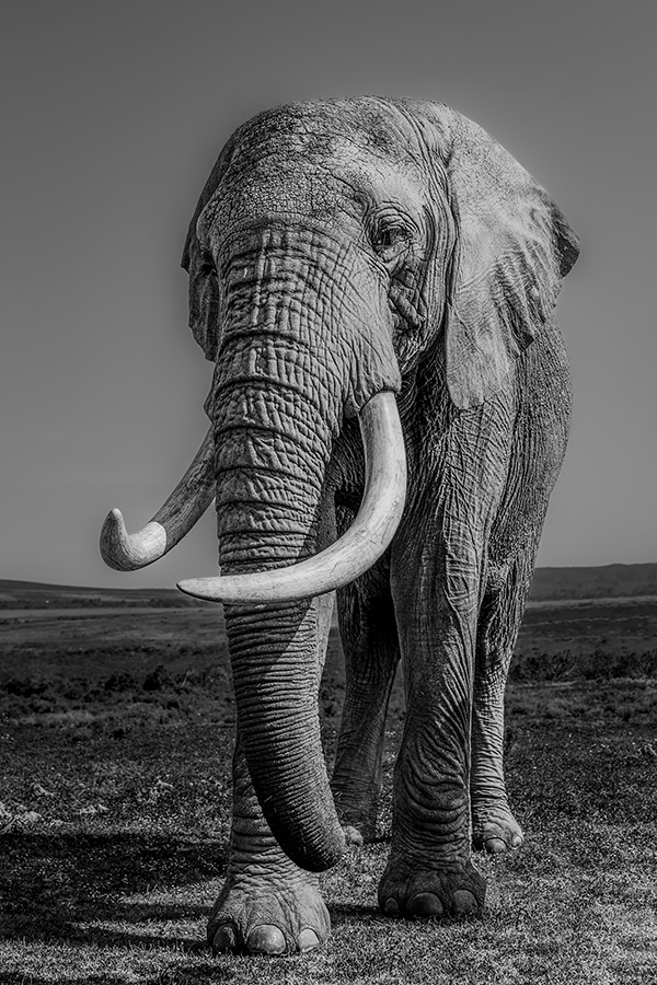 Gentle giant