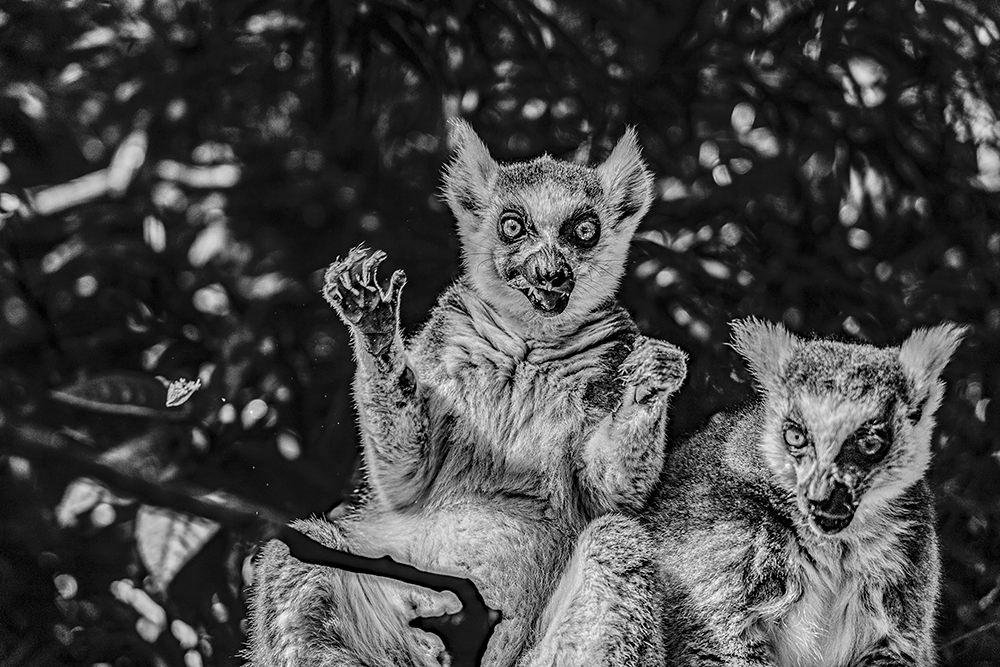 Hungry Lemur