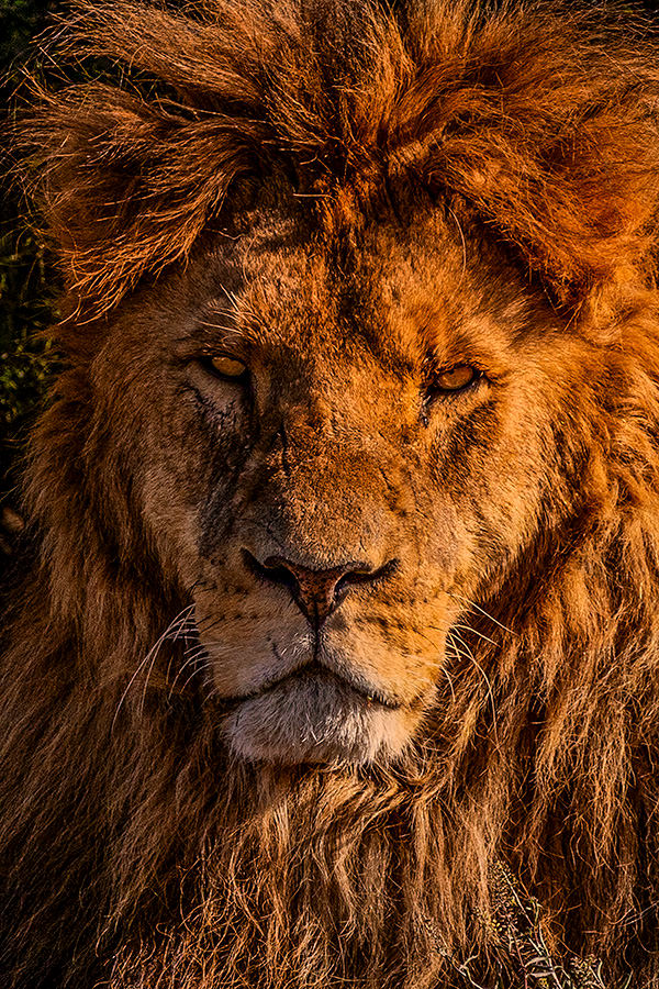 Awaiting the Hunt