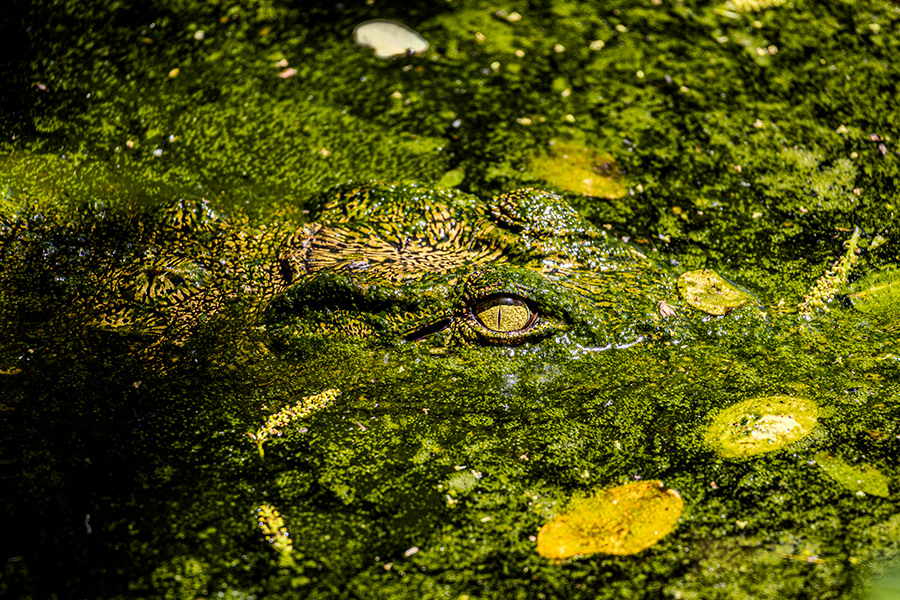Camouflage