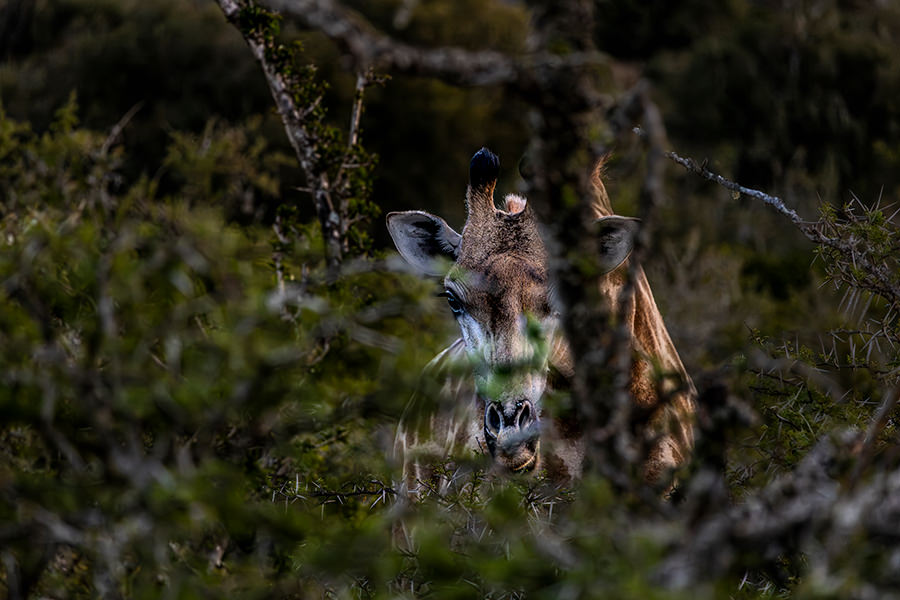 Distant curiosity