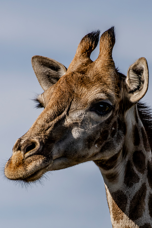 Distracted Giraffe