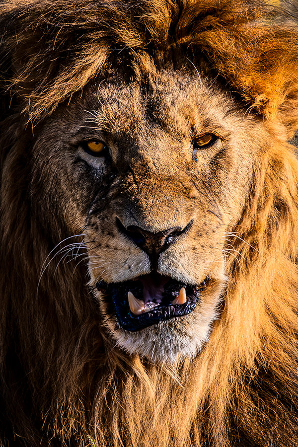 Frigid lion