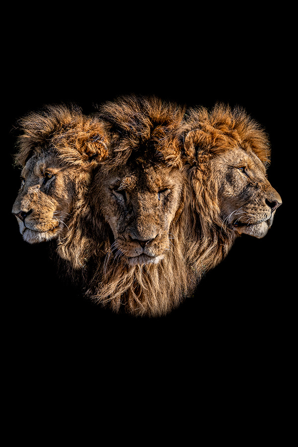 Merging faces